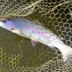 大安トラウトレイク 釣果